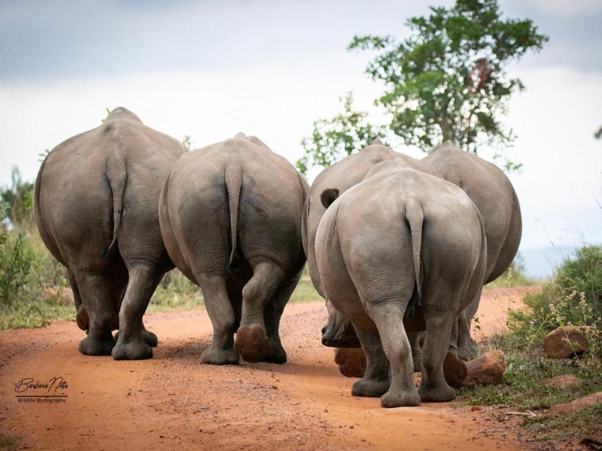 Elephants Crossing Reserva de Welgevonden Exterior foto